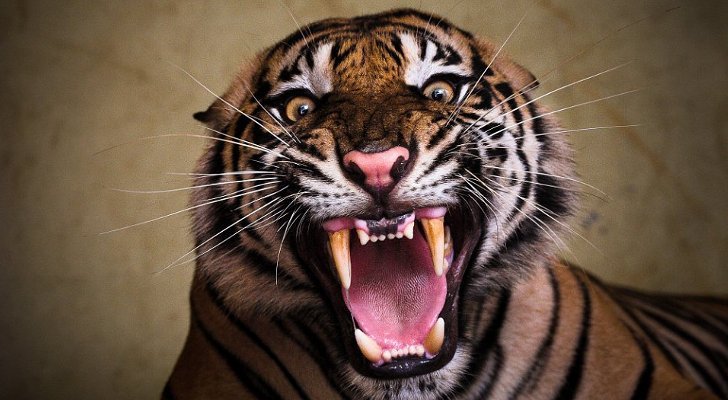 Download bns free download